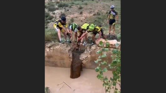 Un grupo de ciclistas evita que un ciervo muera ahogado