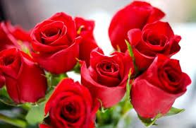 Estudian los pétalos de rosas para su uso en la industria de alimentos