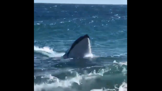 Encuentro cercano con una orca en Punta Ninfas