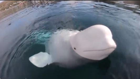 Una beluga recupera una cámara del mar y la devuelve a su dueño