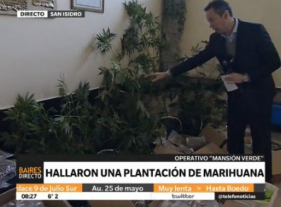 Investigaban la presunta venta de un bebé y encontraron una plantación de marihuana