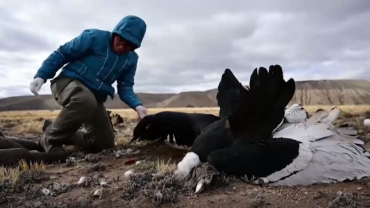 Denuncian la muerte de cóndores por efecto de un agroquímico
