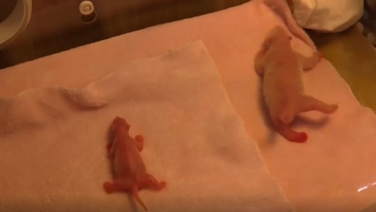 El panda más chiquito crece sin parar