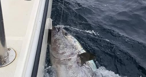 Monstruoso: pescó un atún de 270 kg que valía millones y lo devolvió al mar