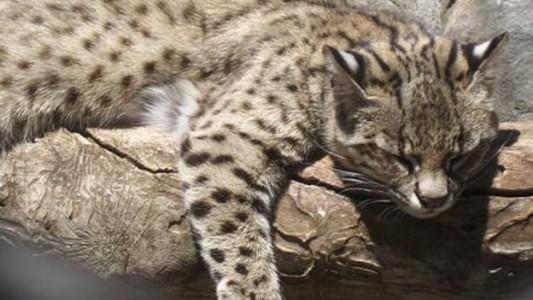 Robaron dos gatos monteses del zoológico de Mendoza
