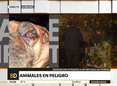 Denuncian ataque a un refugio de perros