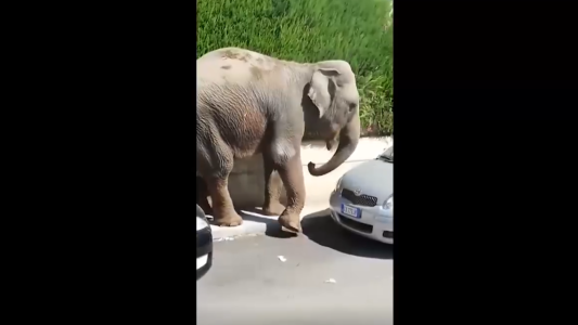 El elefante que quiso escaparse del circo