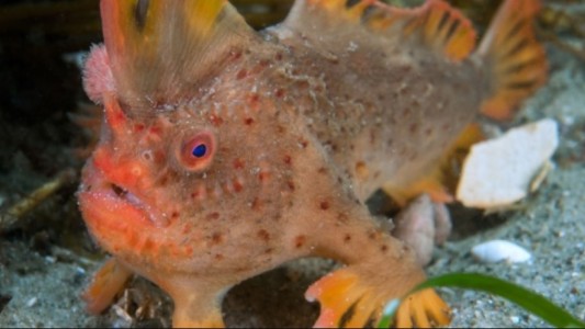 Pez-Mano rojo: la desesperada campaña para salvar a la especie de la extinción