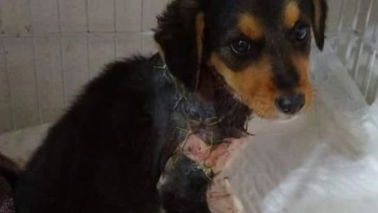 Piden ayuda para Angelita, una perrita que fue salvajemente despellejada