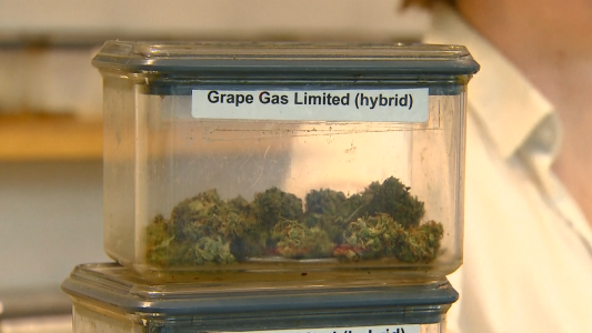 Una marihuana estatal lo menos atractiva posible