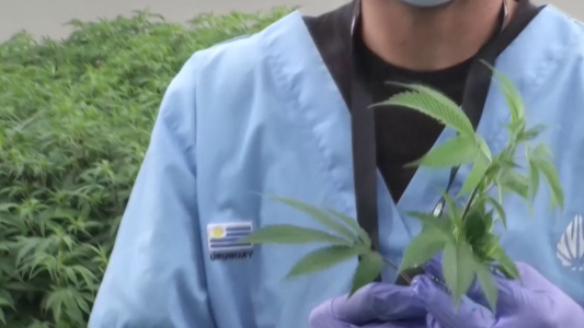 Uruguay ya exporta cannabis medicinal