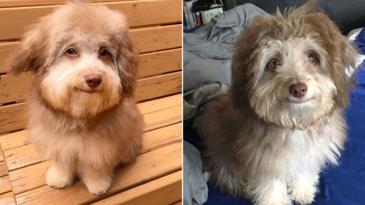 La historia de "Nori", el perro con rostro humano que es furor en redes sociales