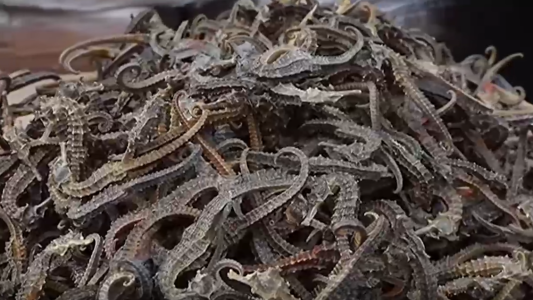 Una tonelada de caballitos de mar de contrabando