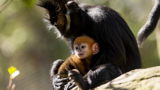 Fotos: nació en un zoológico un mono "increíblemente raro"