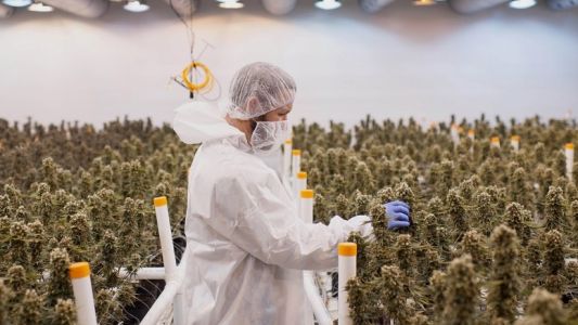 Todo eso que no sabes sobre el cannabis, en una exposición que dura tres días