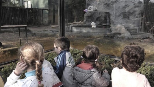 Despidieron en el zoológico porteño a los tigres de Bengala blancos nacidos en cautiverio