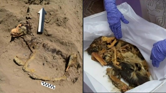 Encuentran restos de un perro que vivió hace más de mil años