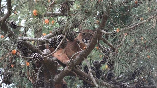 Temor por un puma suelto en Ostende