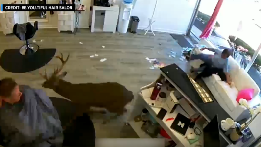 El ciervo que entró sin turno a la peluquería