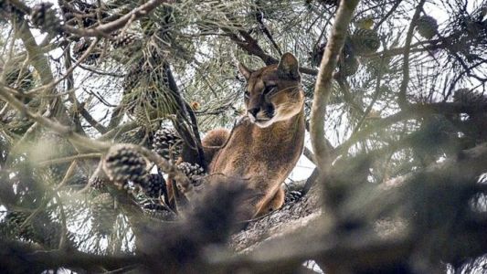 Luego de cinco horas, capturaron al puma que andaba suelto por Ostende