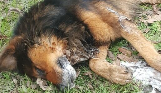 Alerta en Pilar: en los últimos tres meses envenenaron a más de 40 animales