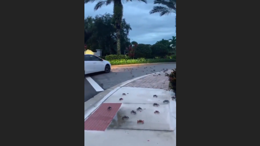 Vecino registra una tremenda invasión de cangrejos