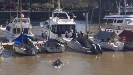 Video: apareció una ballena en Puerto Madero