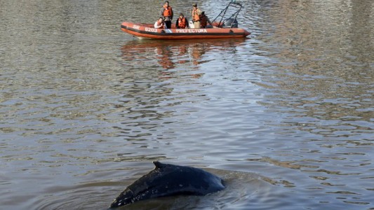 Guían a la ballena que apareció en Puerto Madero hacia la salida del río