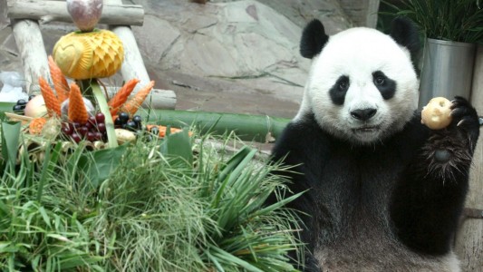 Revelan la causa de la misteriosa muerte del panda gigante que China le prestó a Tailandia