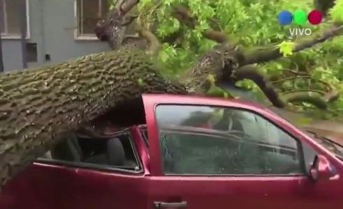 Un árbol aplastó un auto en Parque Chas
