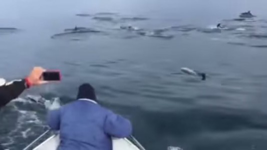 VIDEO: pescadores aficionados fueron sorprendidos por delfines