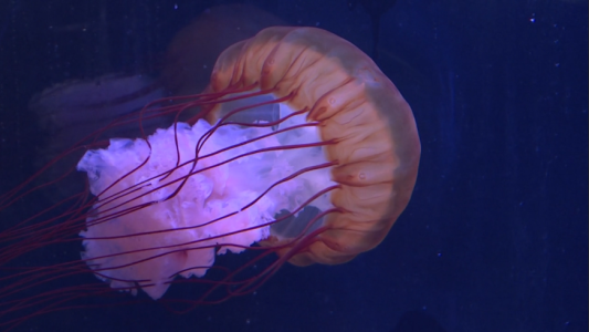 Las medusas están "gelificando" los océanos