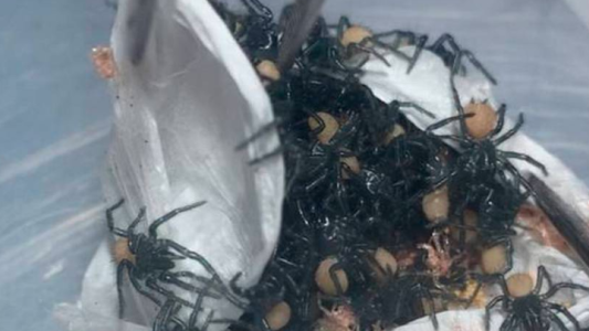 Video de terror: el momento en el que nacen cientos de arañas venenosas