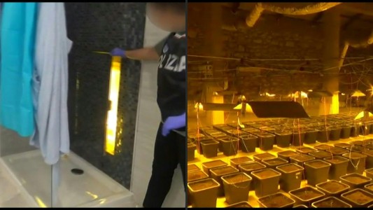 Escondían una plantación de marihuana detrás de una ducha