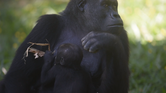 Llegó una nueva integrante al zoo de Belo Horizonte