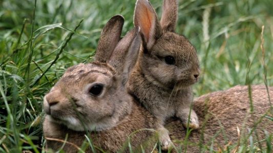 Autorizan la caza de conejos, jabalíes y otros animales en Mendoza