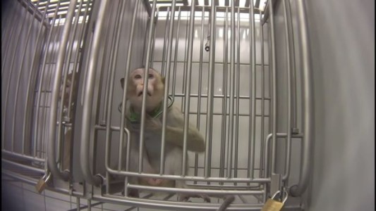 Video escalofriante: filtran imágenes de monos, perros y gatos sufriendo en pruebas de laboratorio