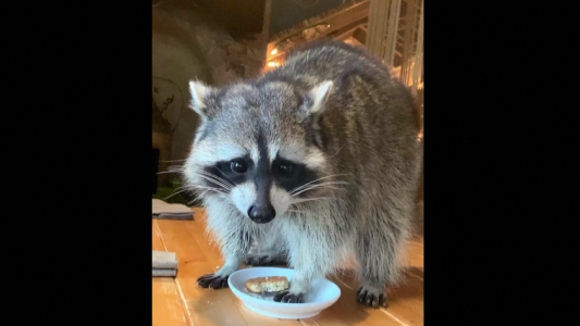 Mapache entra a un restaurante y causa destrozos