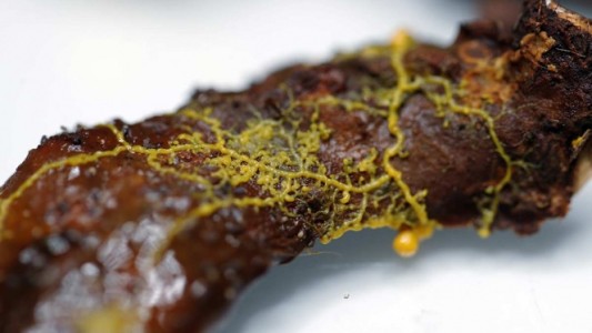 El extraño organismo que presentó el zoo de París: sin cerebro, pero con 720 sexos