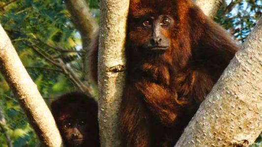 El mono aullador rojo que habita en Argentina, entre los primates más amenazados del mundo