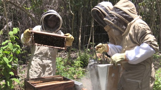 Colombia: la apicultura para recuperar la vida después de la guerrilla