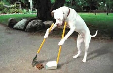 Sólo uno de cada tres dueños recoge la caca de sus perros en la Ciudad