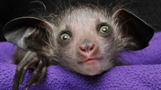 El secreto del animal "demoníaco" que lo hace único entre los primates