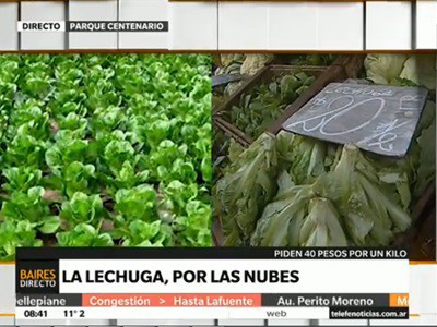 La lechuga se fue para arriba