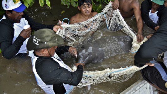 Alerta: los delfines de la Amazonía están contaminados por mercurio