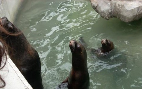 Murieron dos lobos marinos en el Zoo porteño y denuncian negligencias