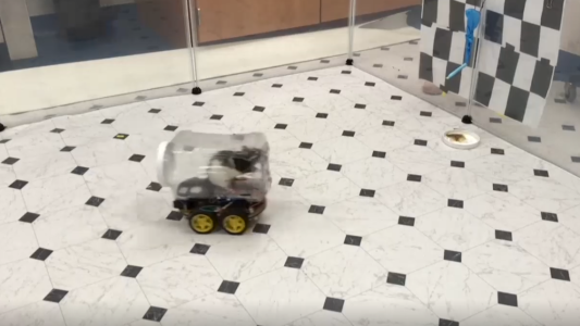 Así maneja una rata