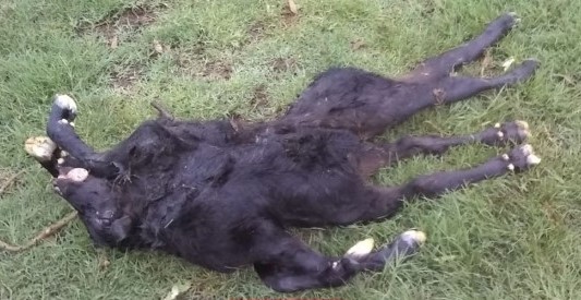 Nació un ternero con dos cuerpos unidos a una cabeza