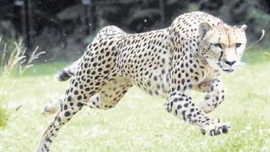 Por primera vez clonaron en la Argentina un animal en extinción