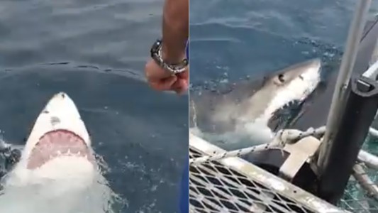 Video: estaban por hacer una inmersión y los sorprendió un tiburón